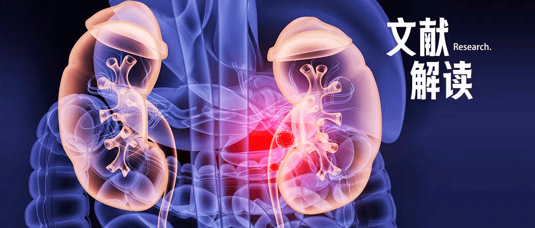 研究前沿｜Nature Medicine新作：腎癌新療法——活菌+免疫治療