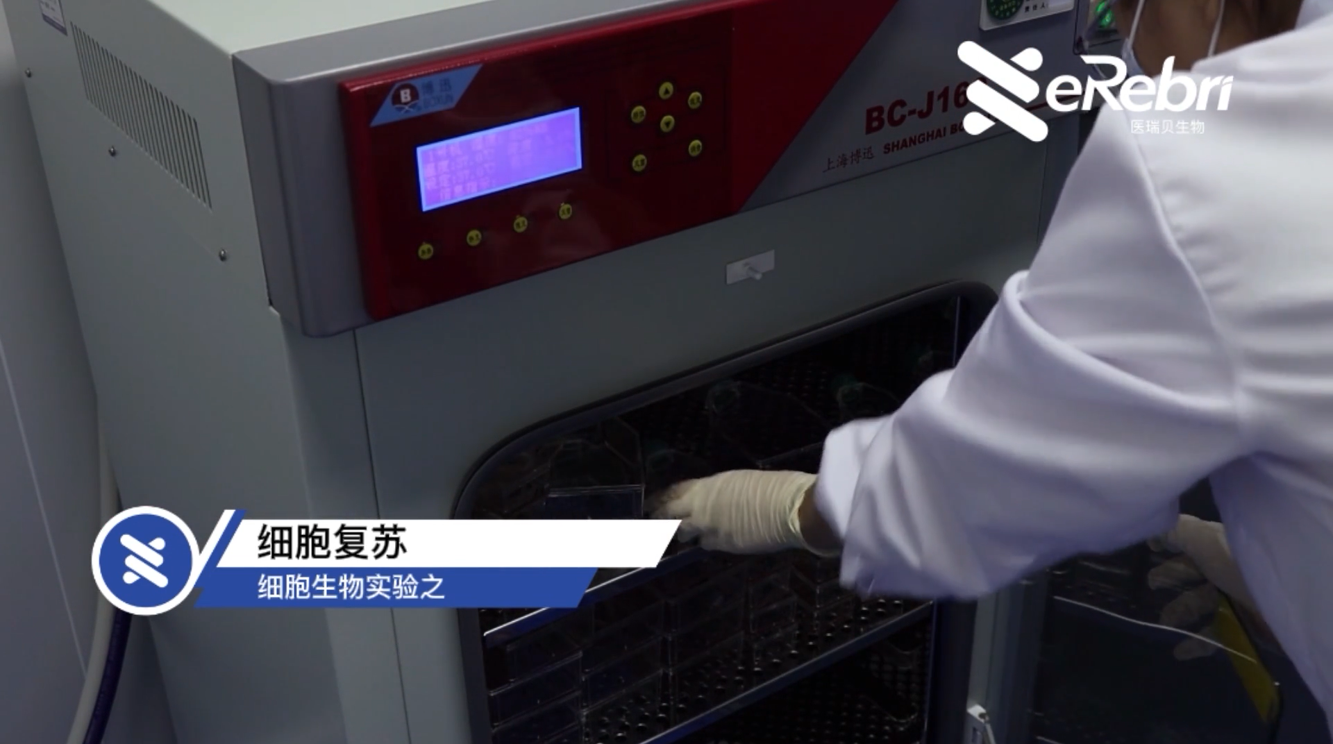 細(xì)胞實驗-細(xì)胞復(fù)蘇