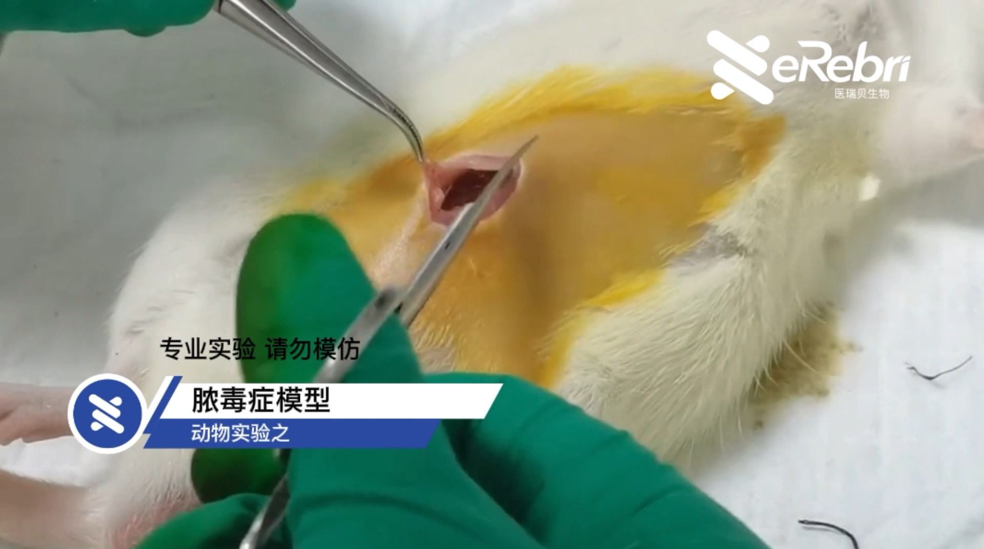 動物實驗-膿毒癥模型