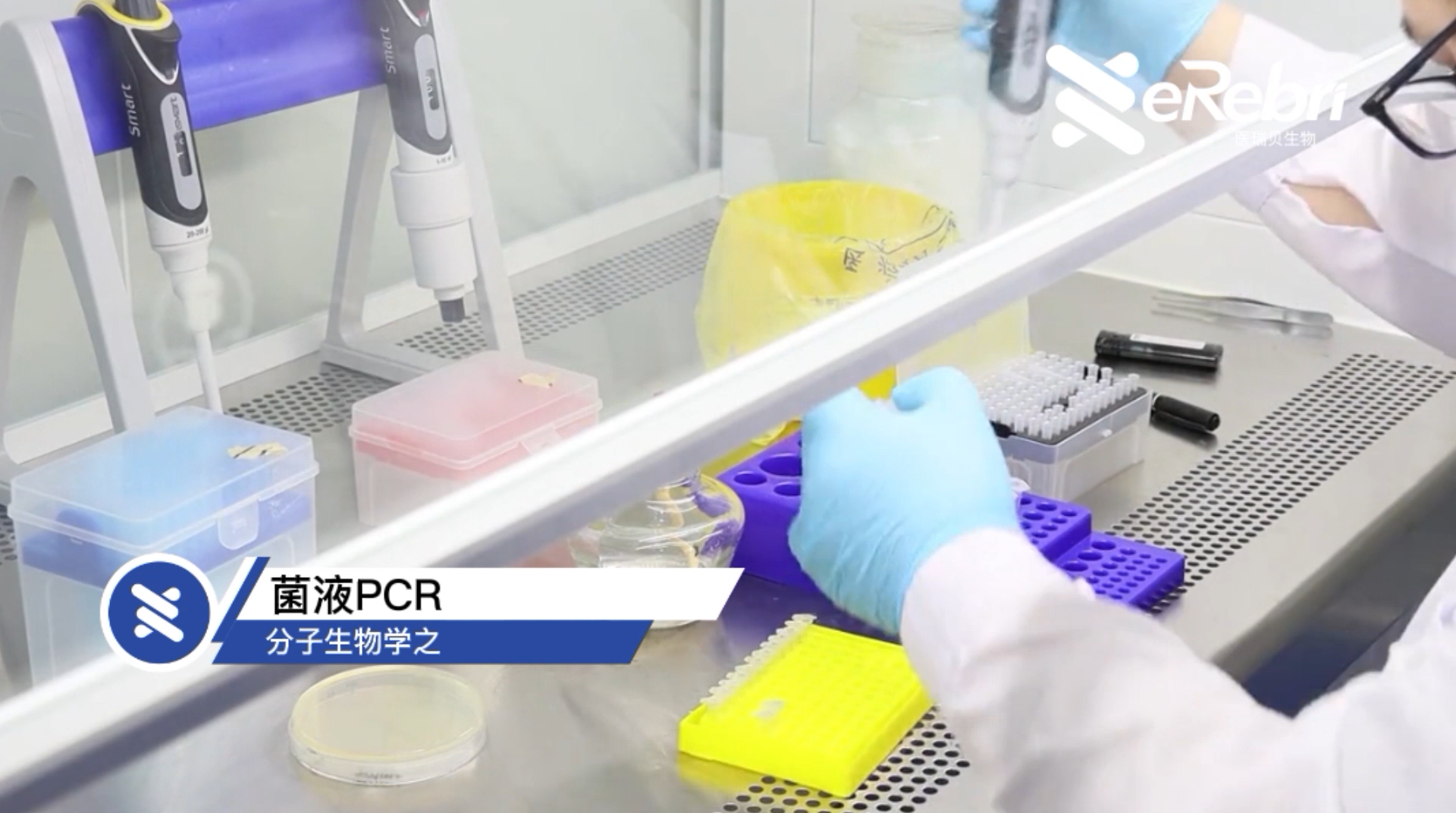 分子實驗-菌液PCR