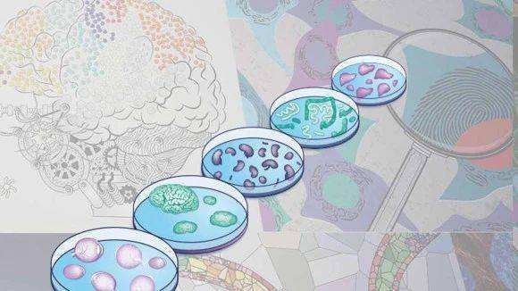 5分鐘帶你了解國(guó)自然熱點(diǎn)課題：3D培養(yǎng)和類器官！具有哪些研究前景