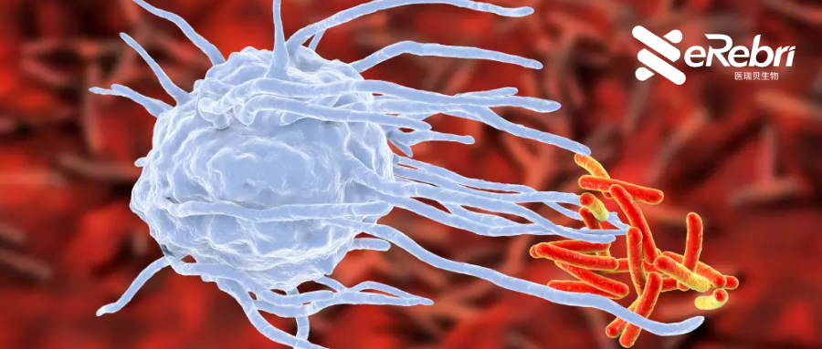 國自然熱點(diǎn)：巨噬細(xì)胞最新研究思路都在這，你確定不進(jìn)來看看？