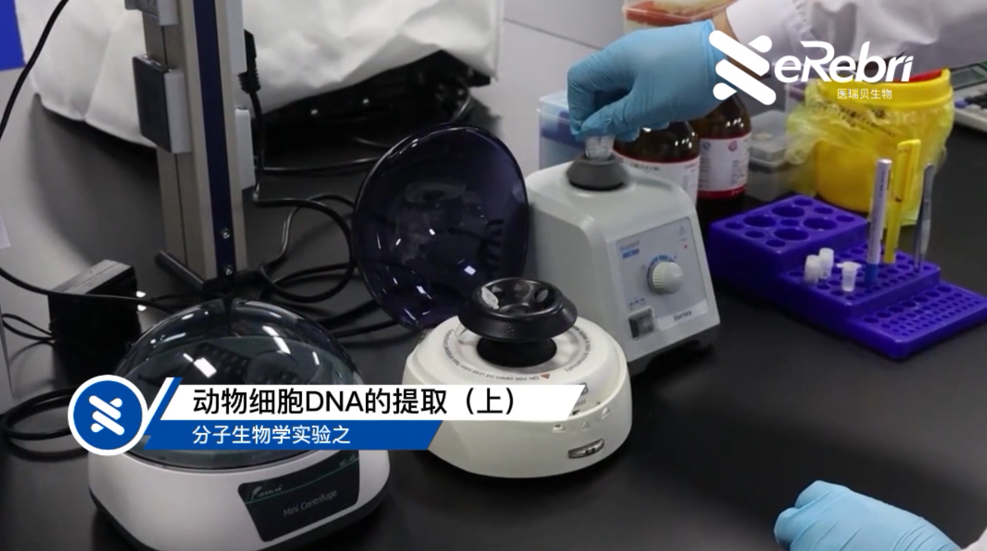 分子實驗-動物細(xì)胞DNA的提?。ㄉ希?></div>
<div   id=