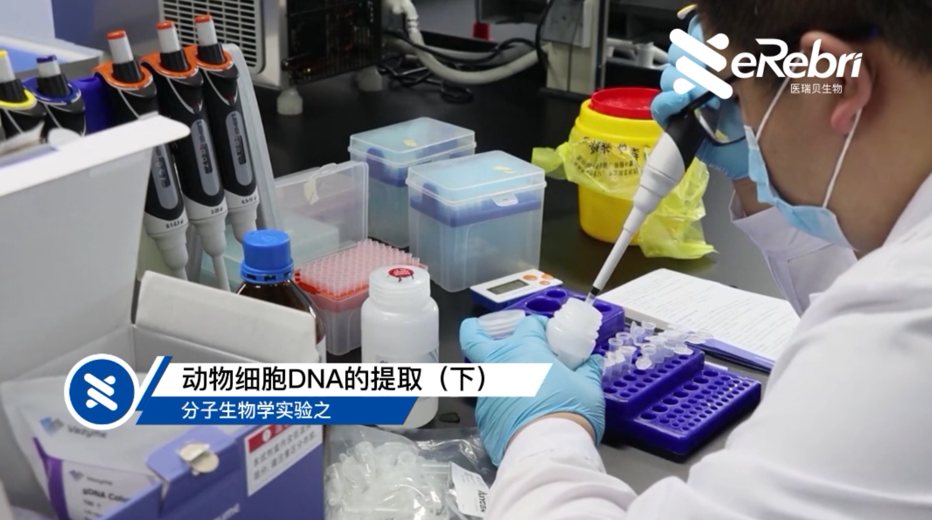 分子實驗-動物細(xì)胞DNA的提?。ㄏ?