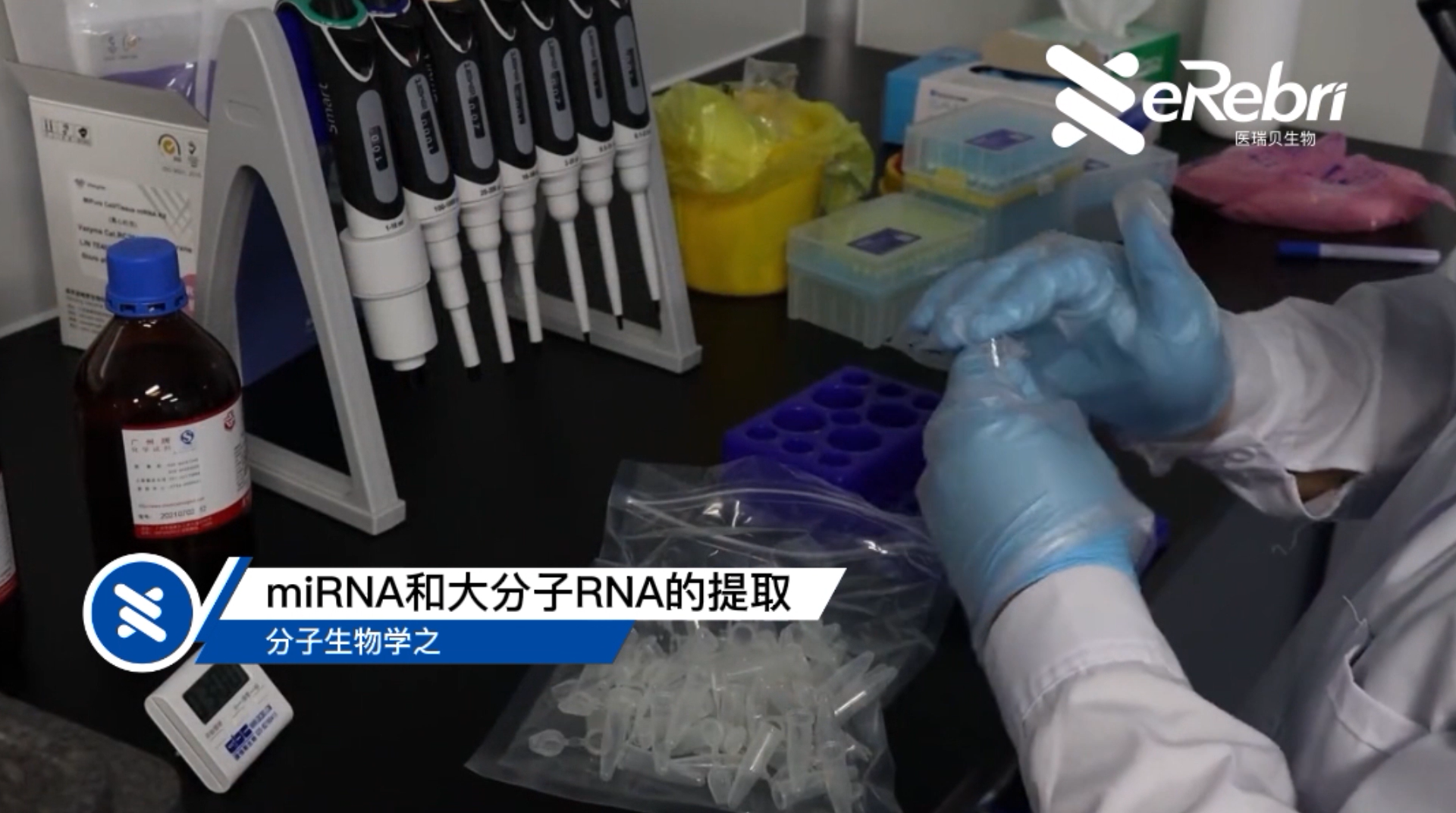 分子實驗-miRNA和大分子RNA的提?。ㄉ希?></div>
<div   id=