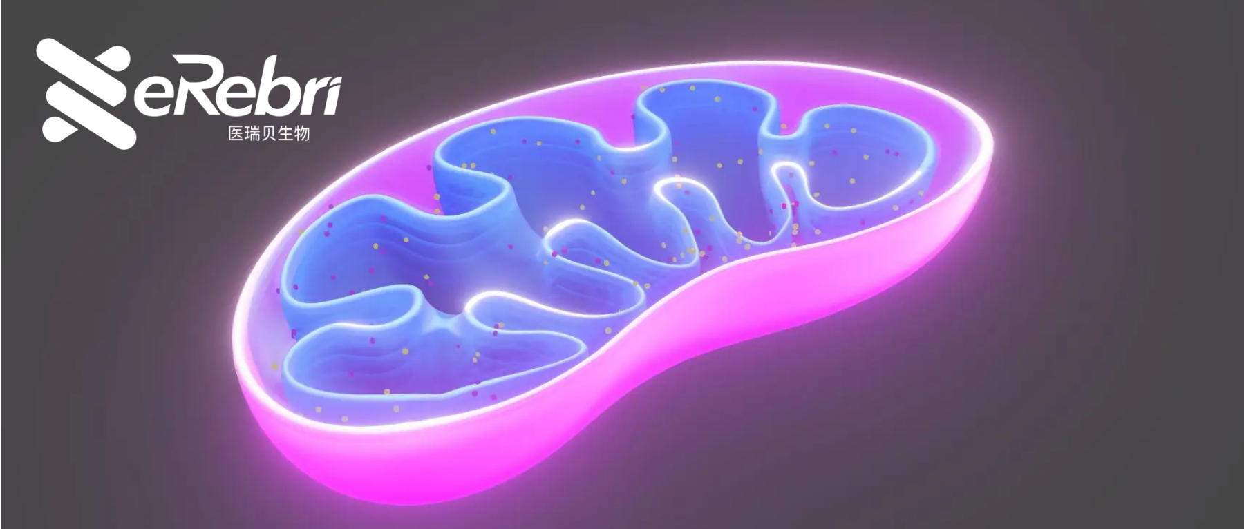 發(fā)文利器！一文了解熱點(diǎn)黑馬——“線粒體”2023四大研究思路